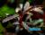Буцефаландра Кедаганг (bucephalandra sp. kedagang)